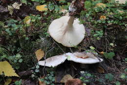 Image of Clitocybe nebularis (Batsch) P. Kumm. 1871