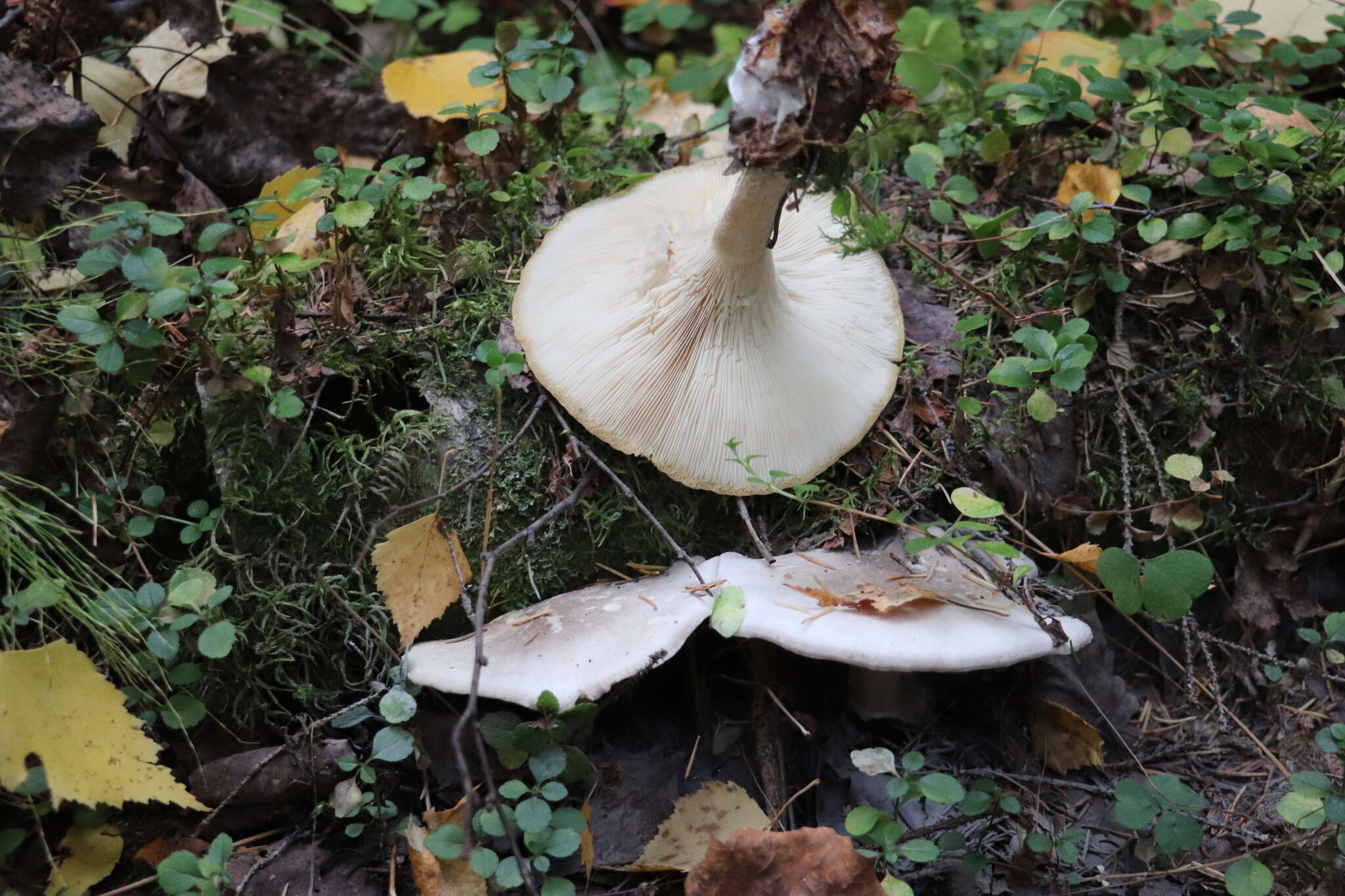 Image of Clitocybe nebularis (Batsch) P. Kumm. 1871