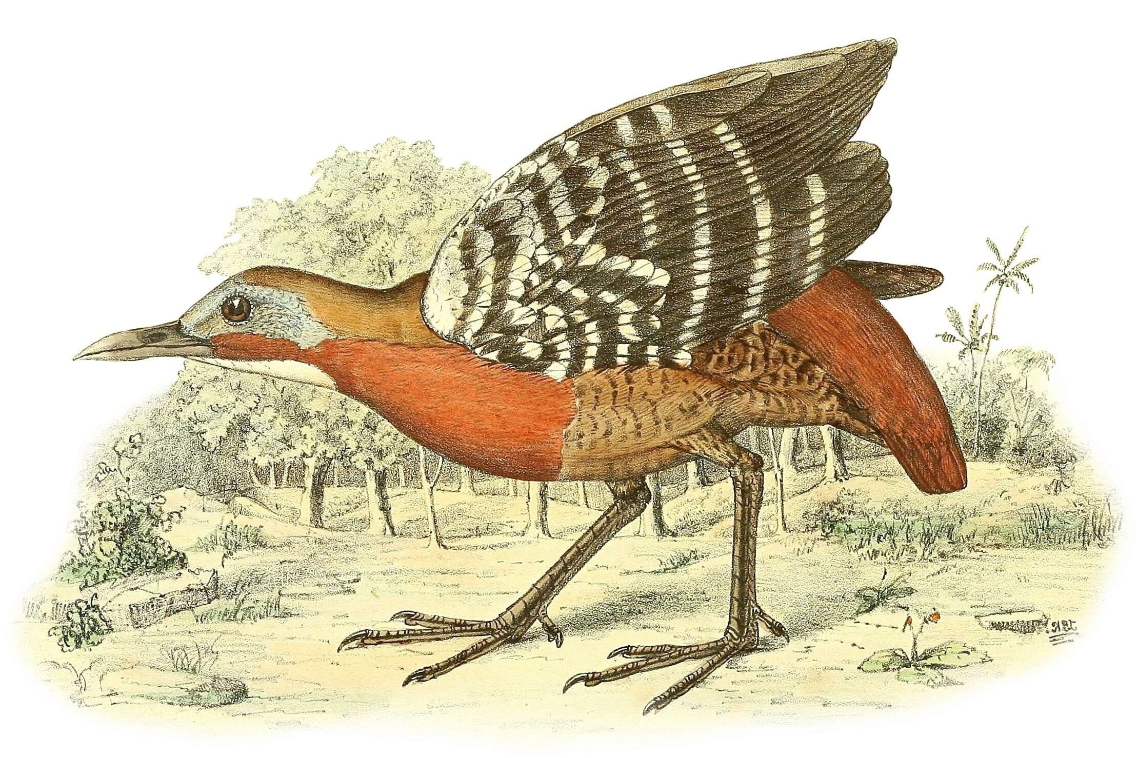 Image of Canirallus kioloides