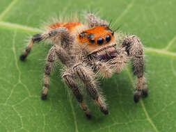 صورة Phidippus regius C. L. Koch 1846