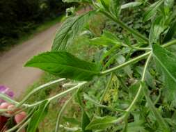 Слика од Epilobium hirsutum L.