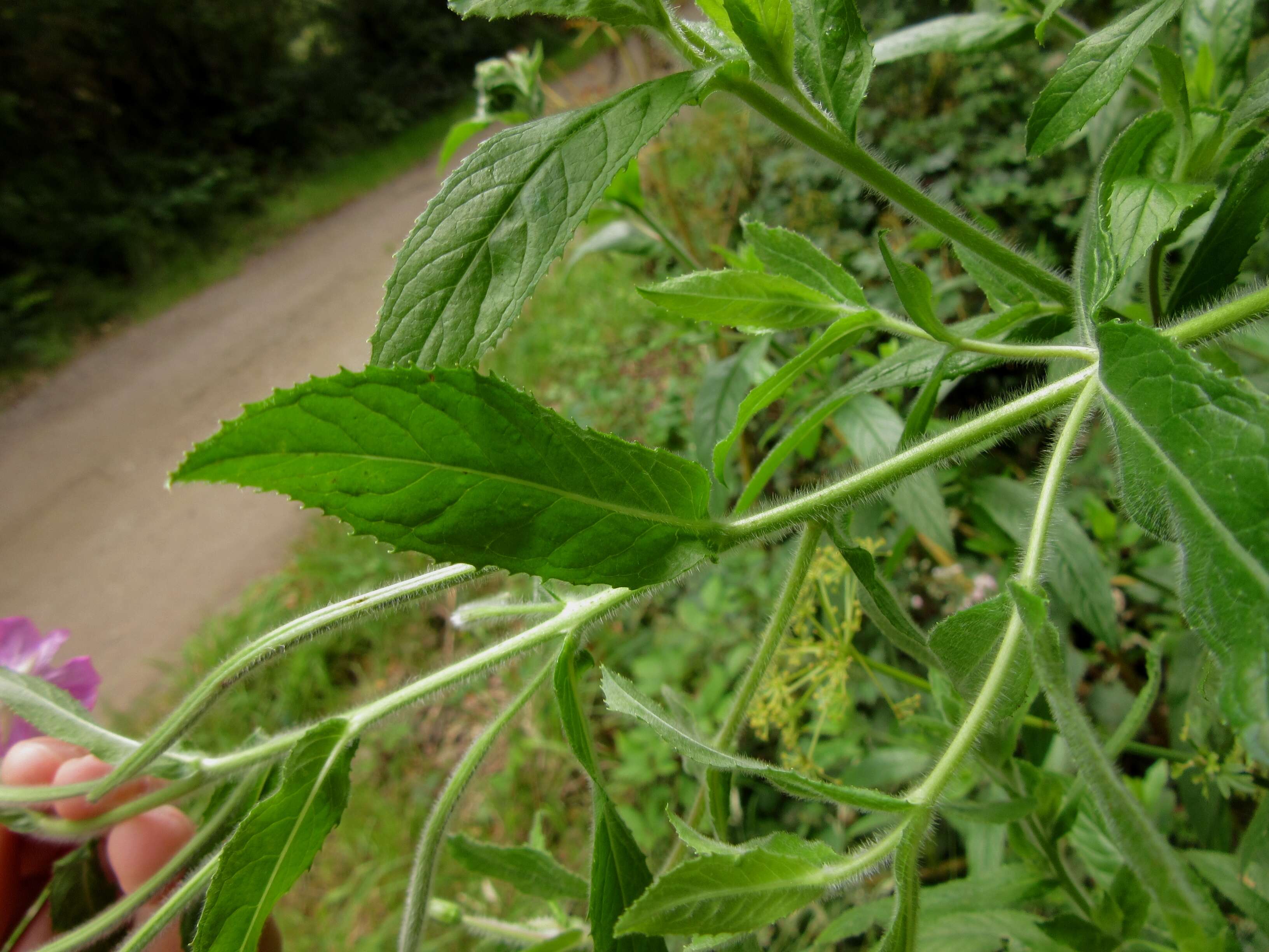 Слика од Epilobium hirsutum L.