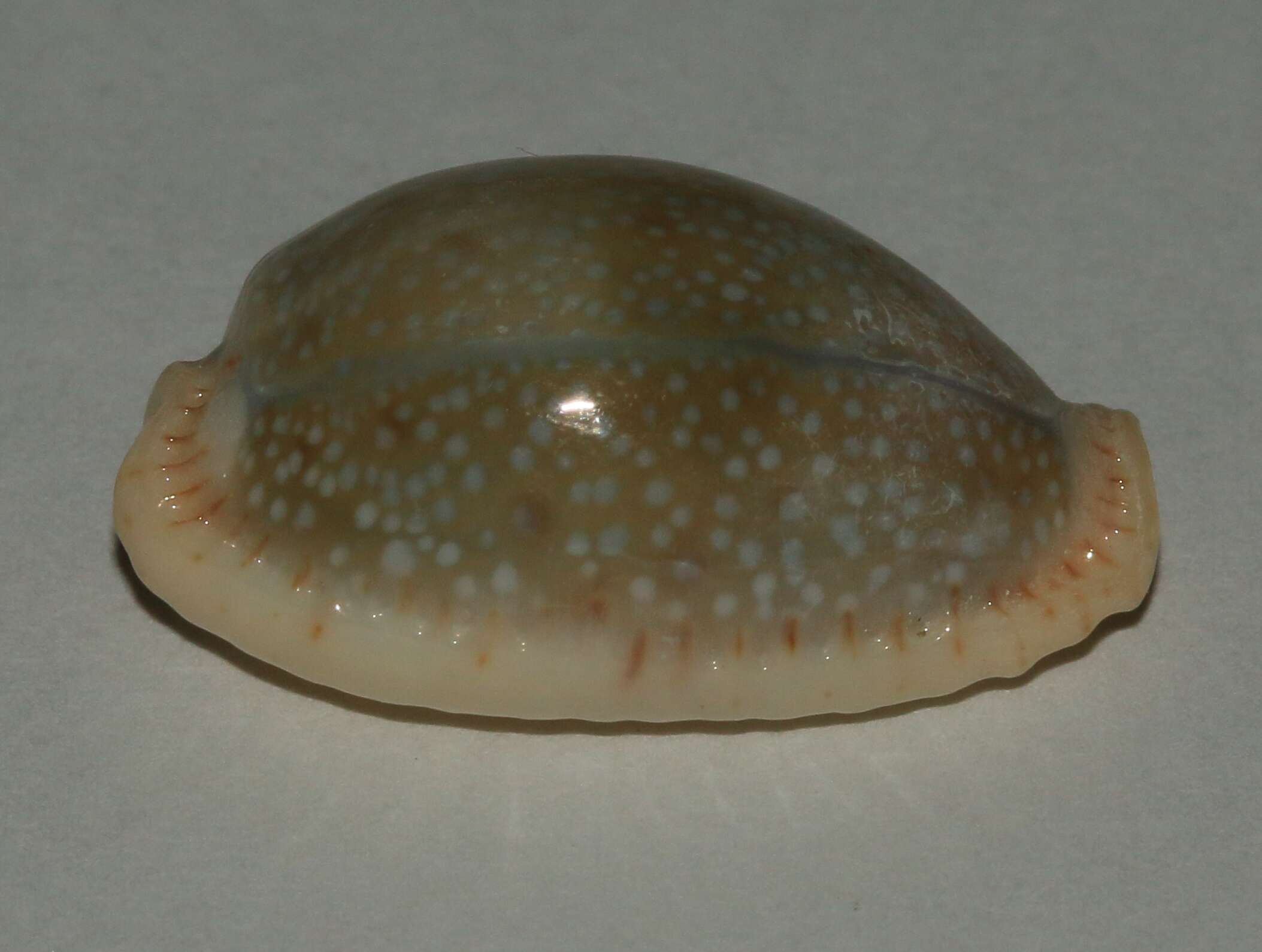 Image of Naria erosa (Linnaeus 1758)