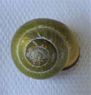 Image of Brown Lipped Snail