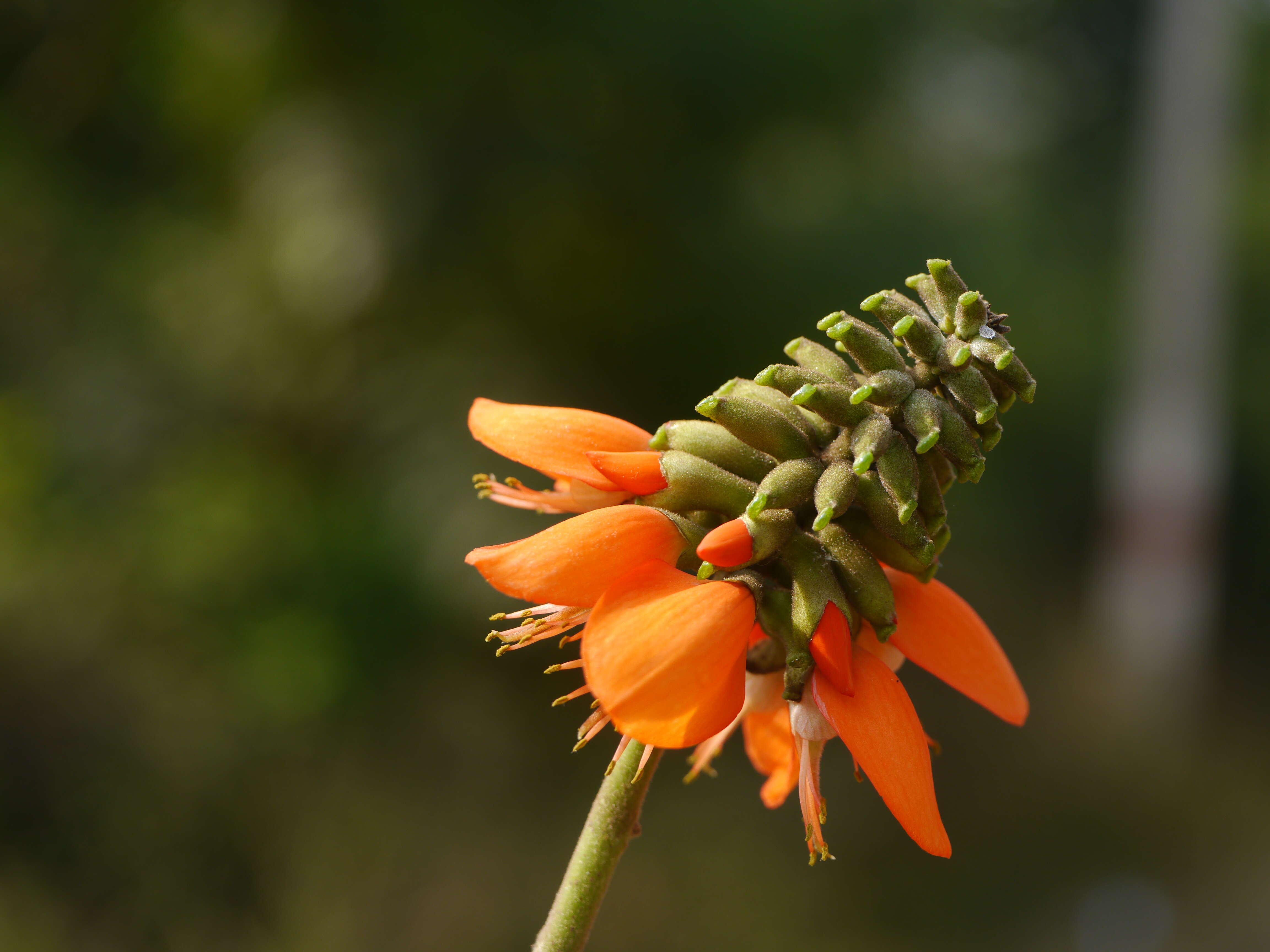 Слика од Erythrina subumbrans (Hassk.) Merr.