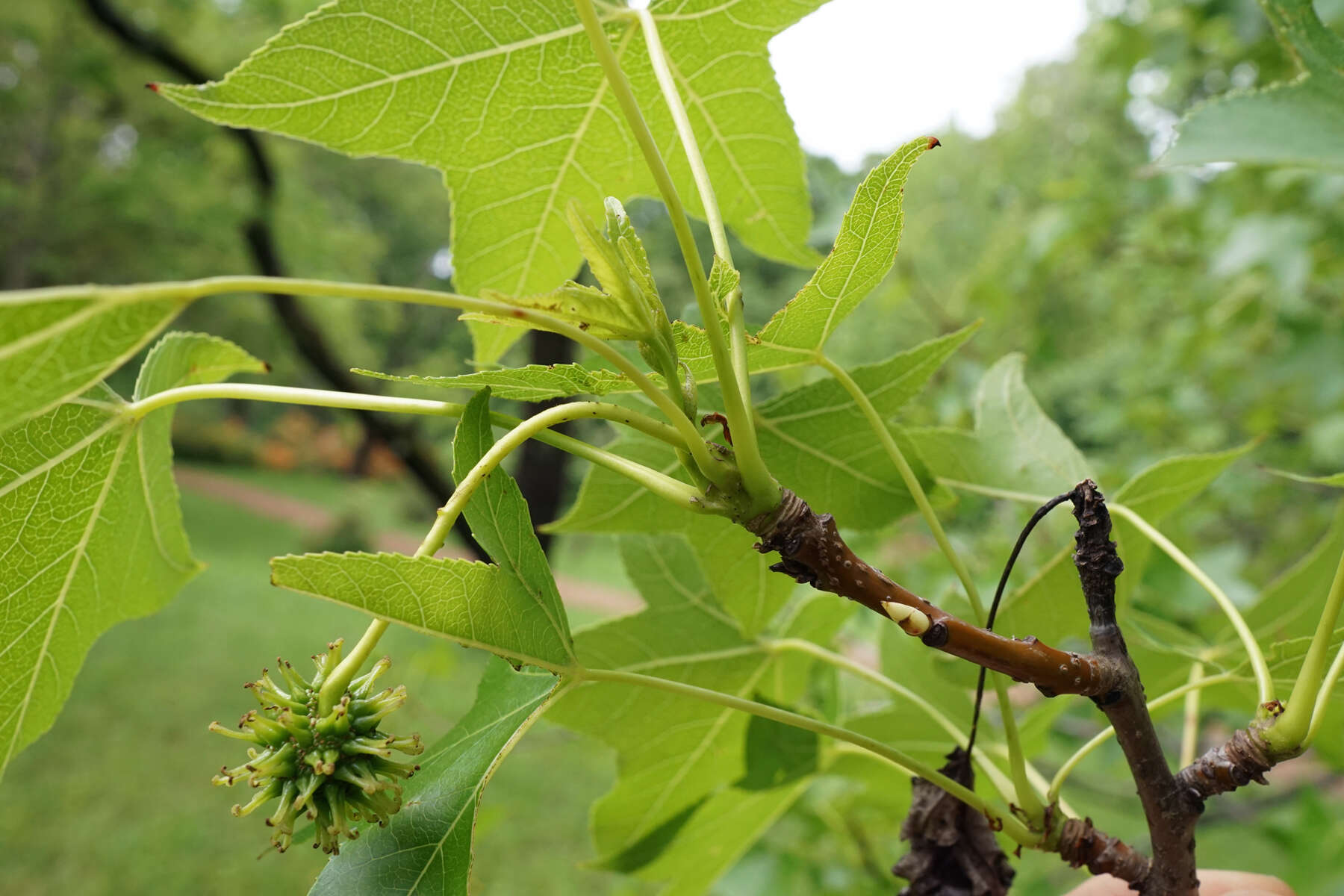 Image of American Sweetgum