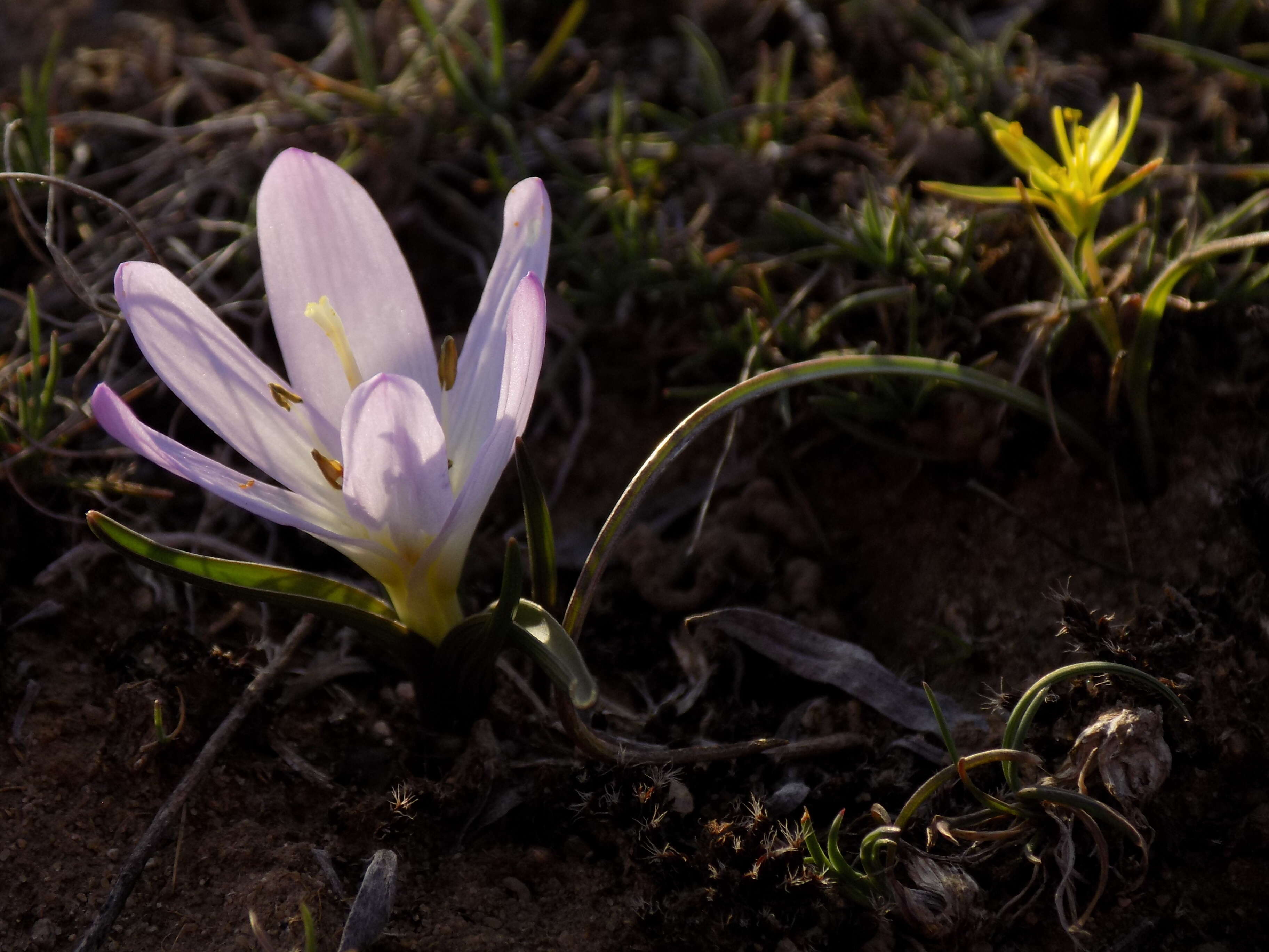 Image of Colchicum bulbocodium Ker Gawl.