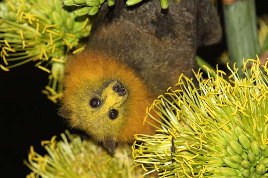 Image of Gray-headed Flying Fox