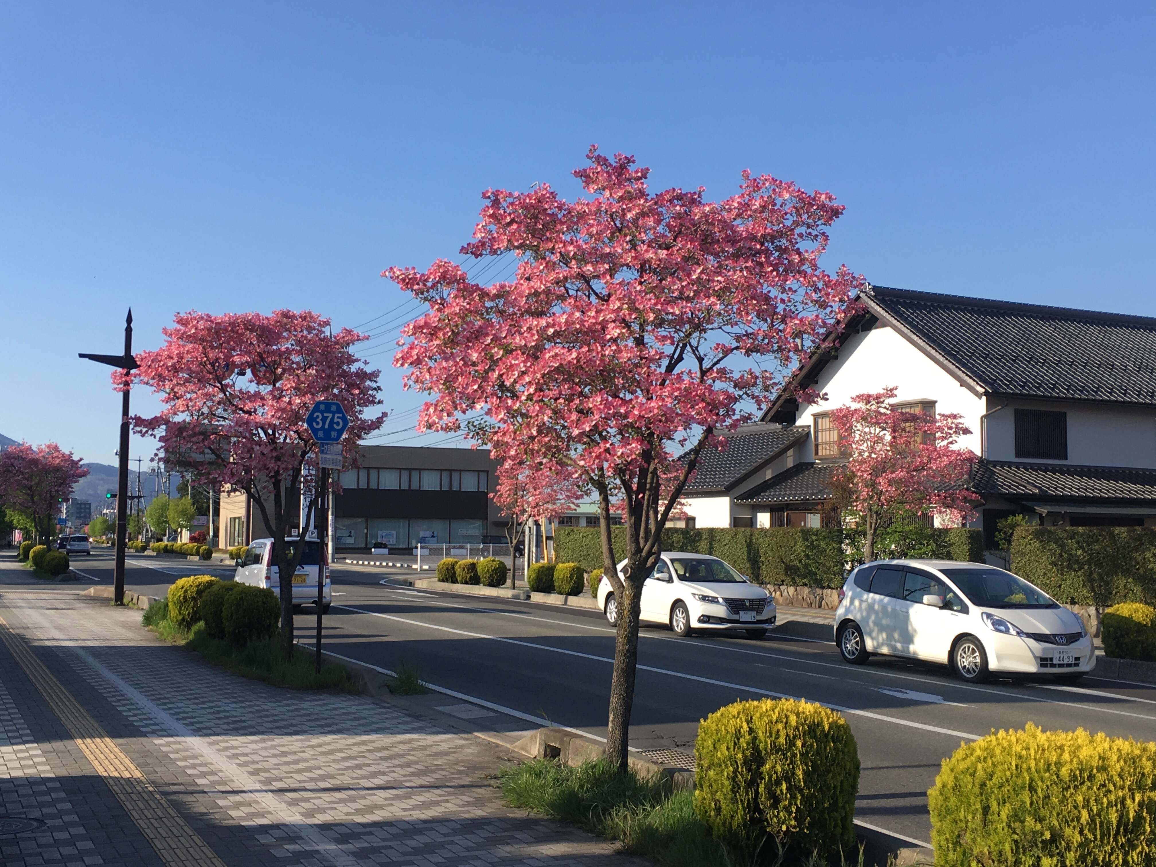 Image of flowering dogwood