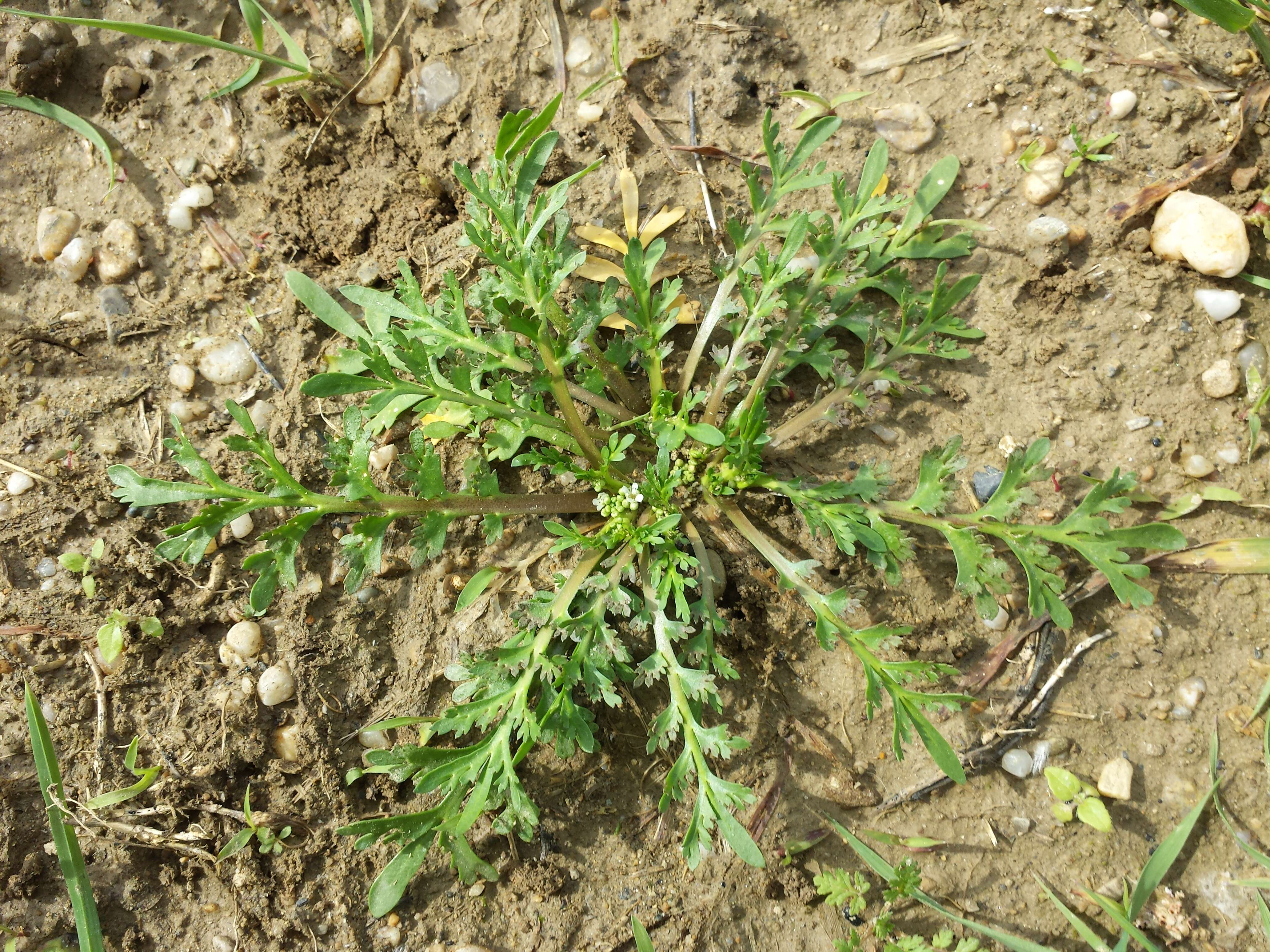 Image of Creeping Watercress