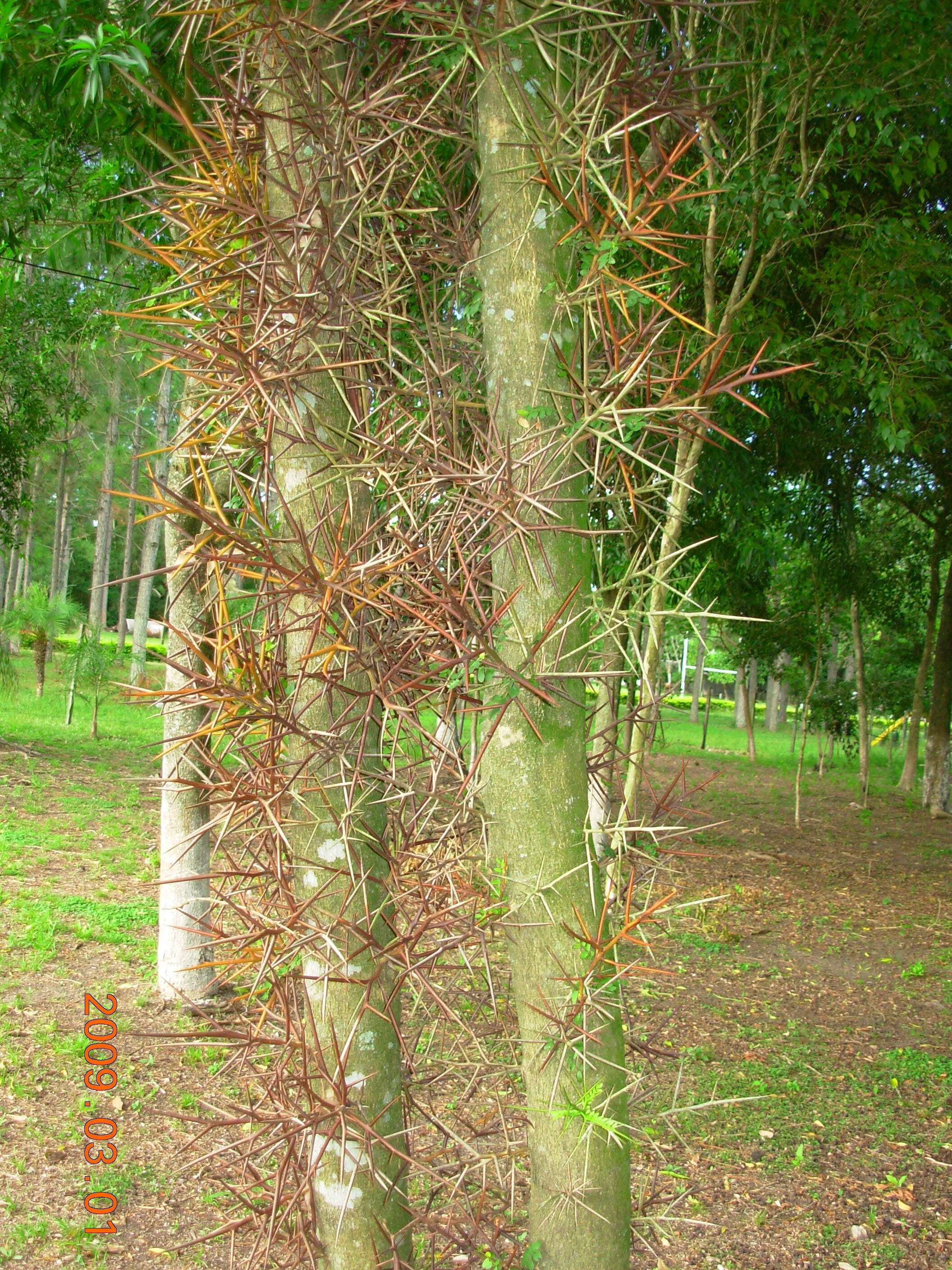 Image of Gleditsia amorphoides (Griseb.) Taub.