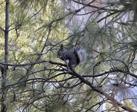 Image of Sciurus subgen. Otosciurus Nelson 1899