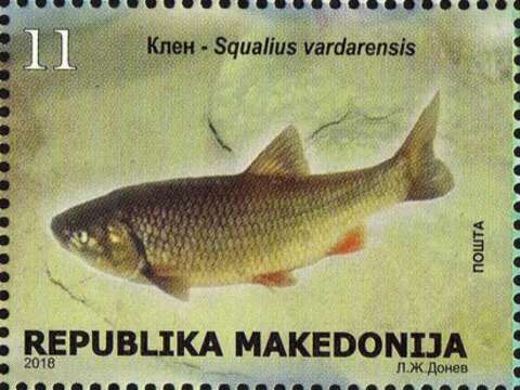 Image of Vardar chub