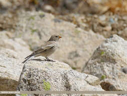 Image of Black-winged Snowfinch