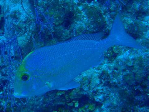 Image of Goat's Head Porgy