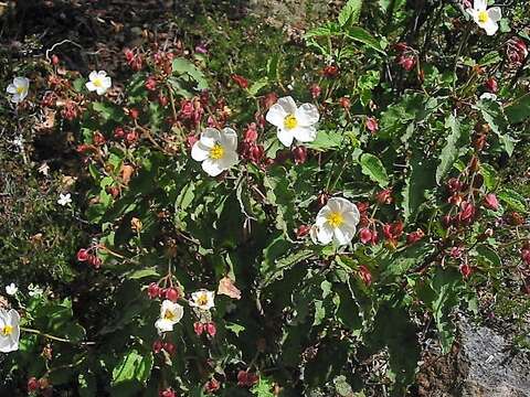 Image of Cistus populifolius L.