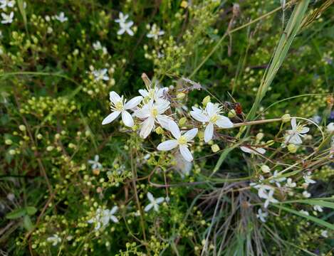 Plancia ëd Clematis flammula L.