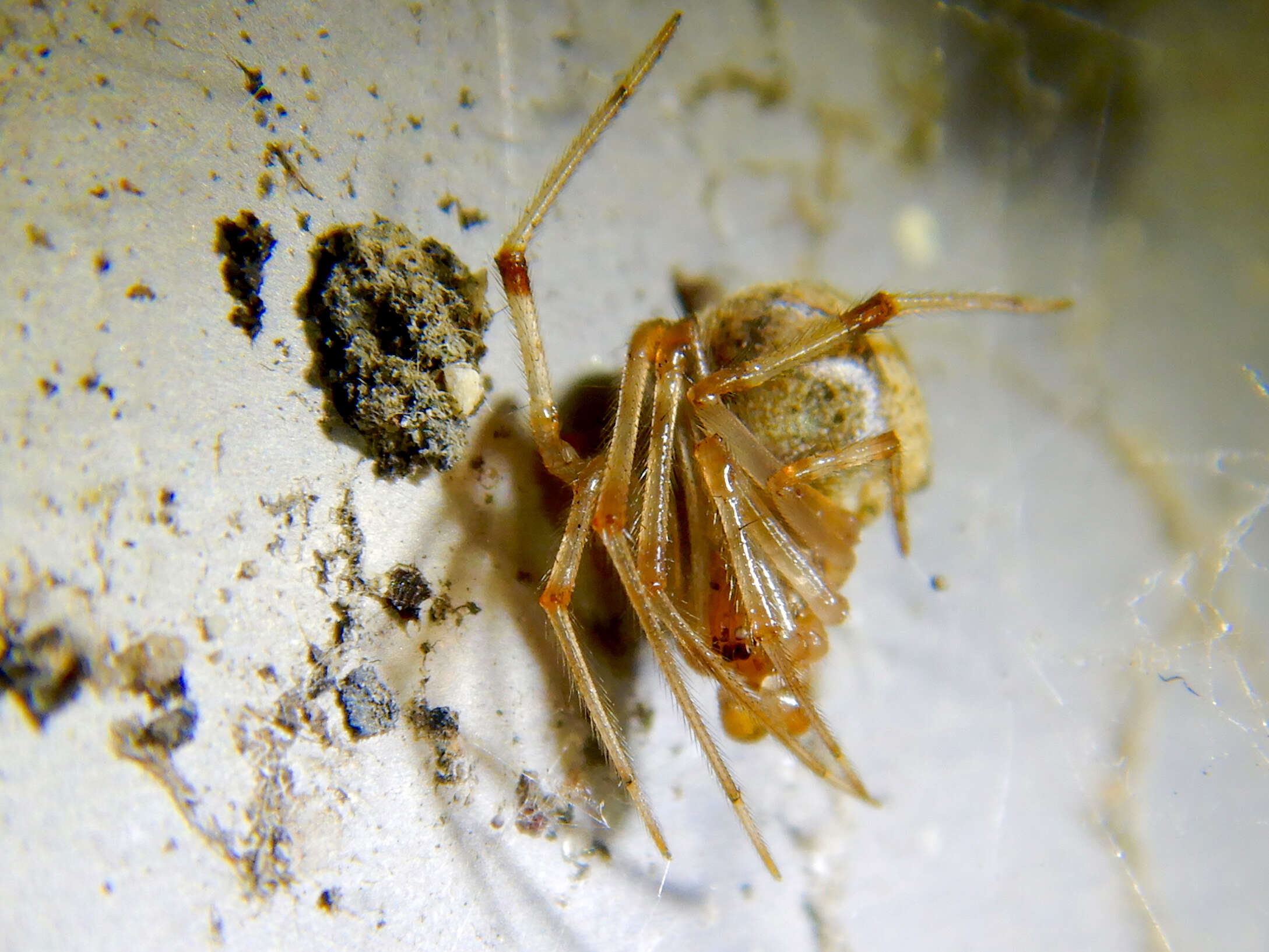 Image of Parasteatoda