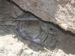 Image of Mexican woodrat