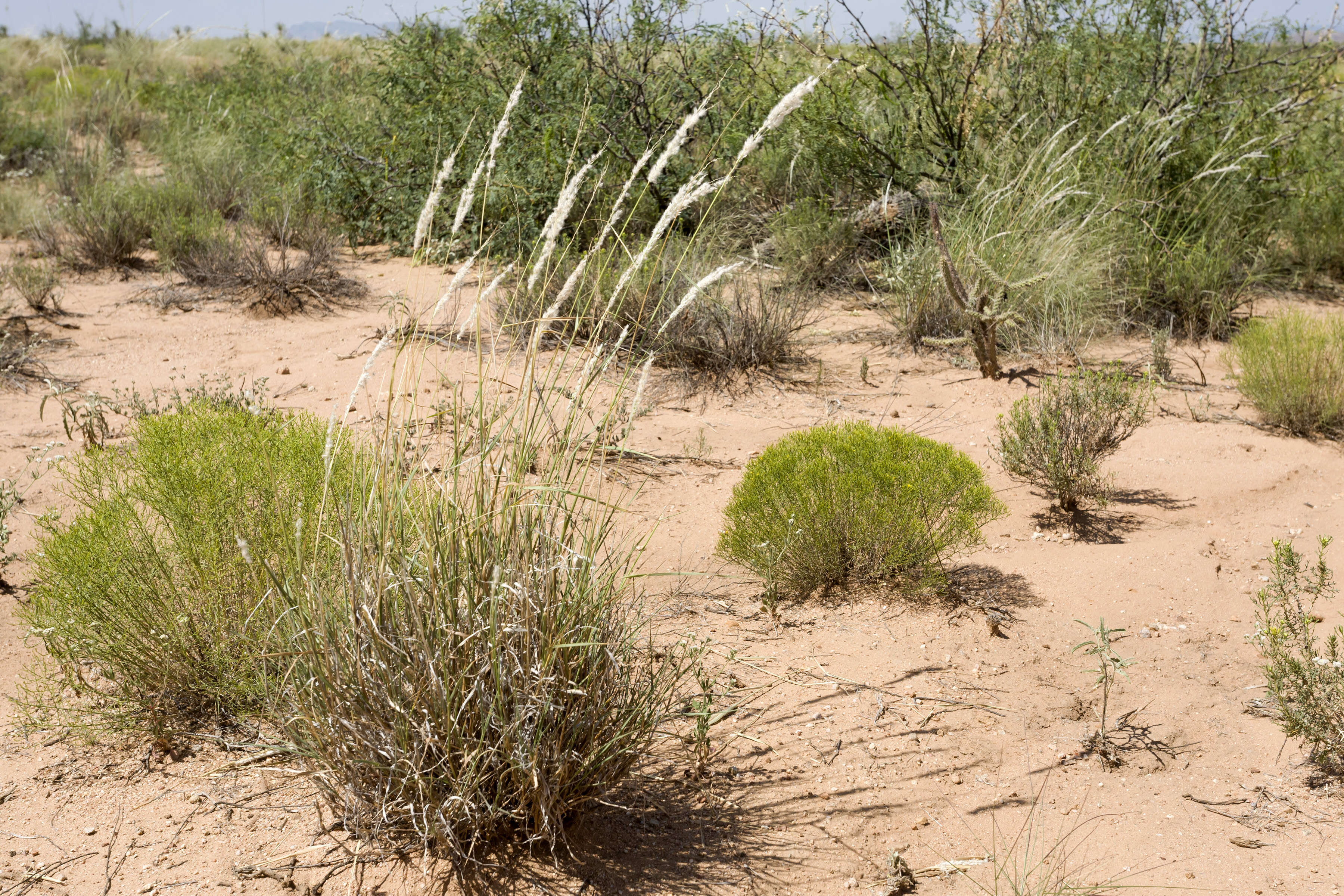 Image of Arizona cottontop