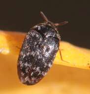 Image of Glabrous Cabinet Beetle
