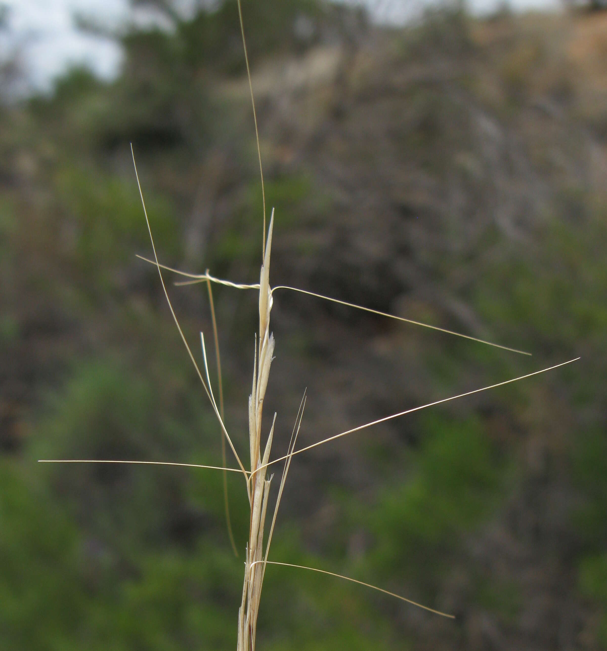 Image of bunch kerosene grass