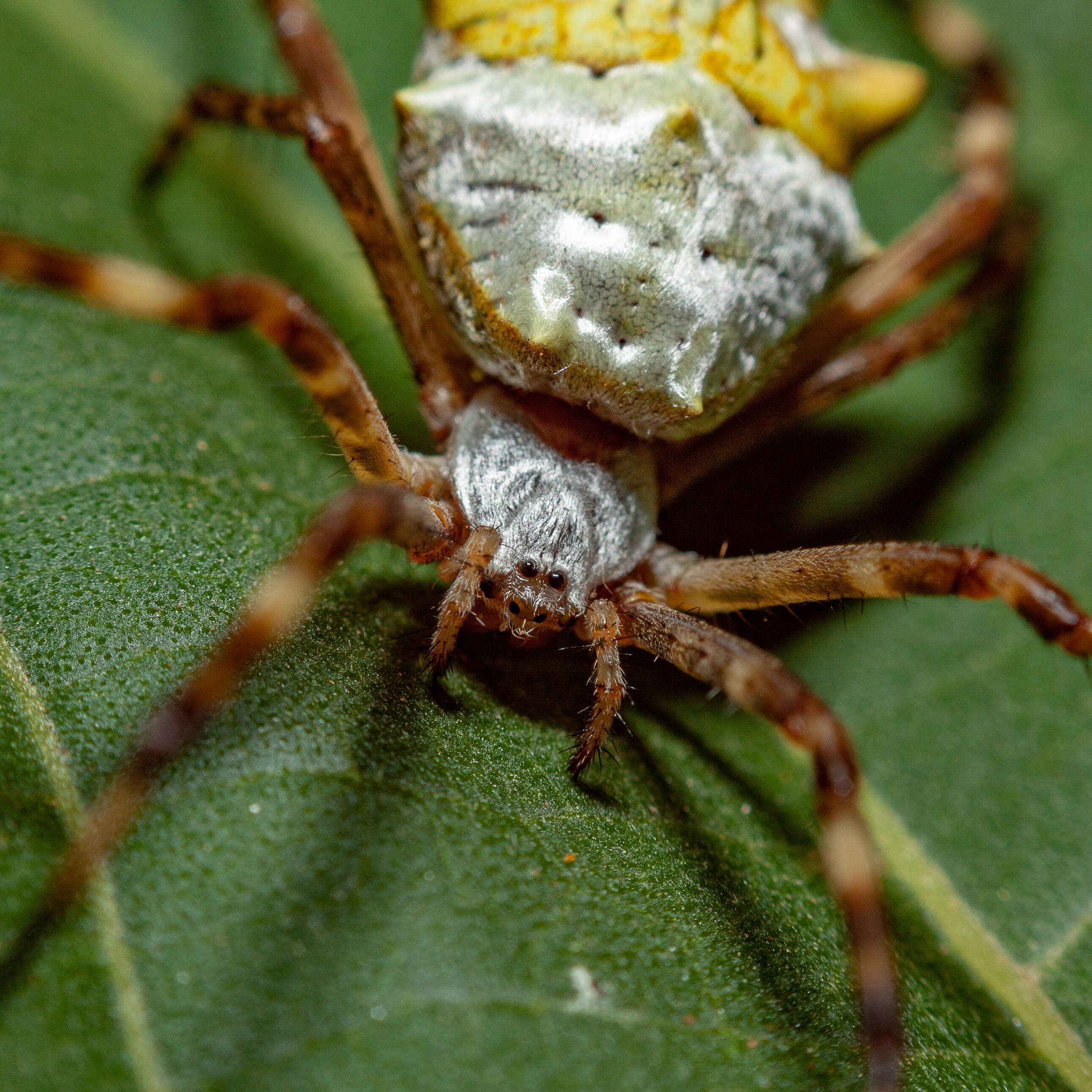 Image of Silver Argiope