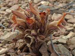 Image of flat-top broomrape