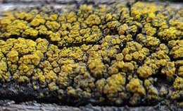 Image of eggyolk lichen