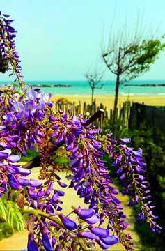 Image of Wisteria brachybotrys Siebold & Zucc.