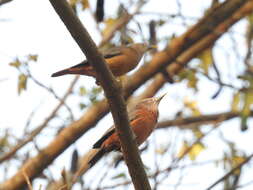 Image of Chestnut-tailed Starling