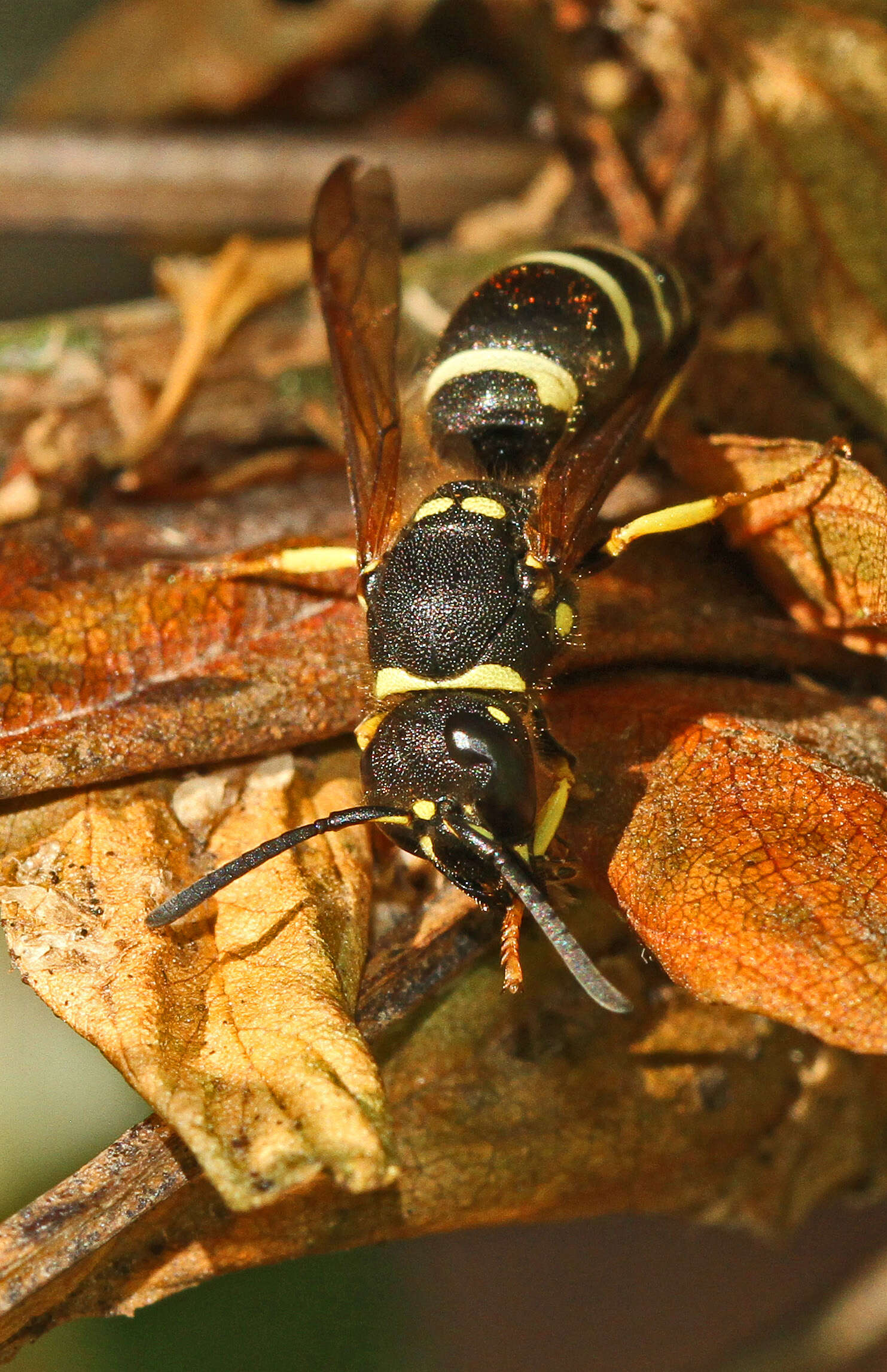 Image of Ancistrocerus antilope (Panzer 1789)