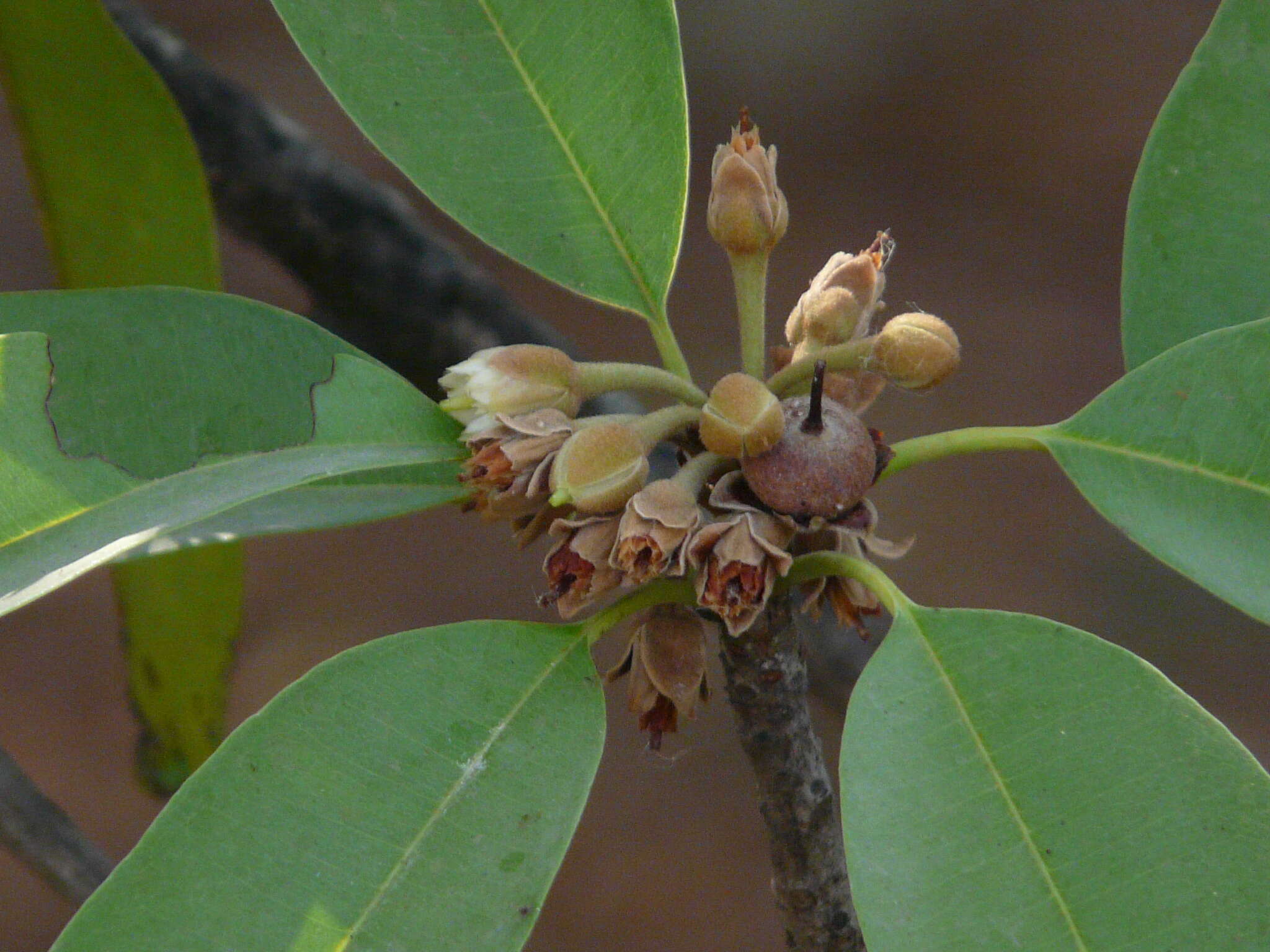 Imagem de Manilkara zapota (L.) P. Royen