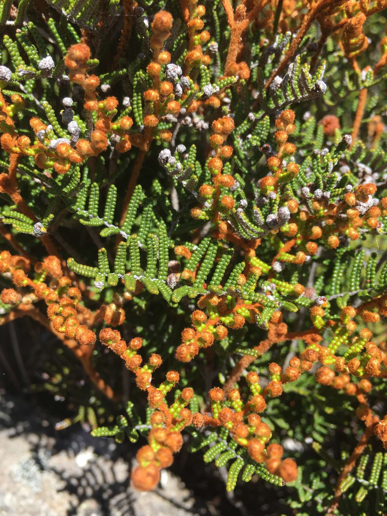 Image of Gleichenia alpina R. Br.