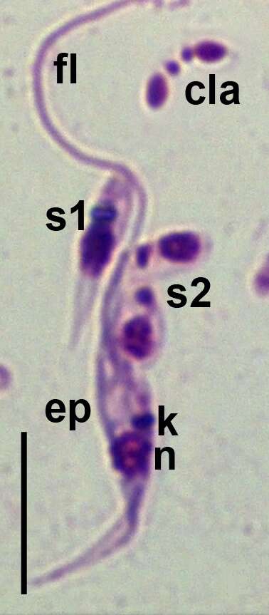 Image of Trypanosomatida