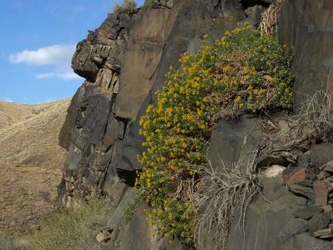 Image of cliff goldenbush