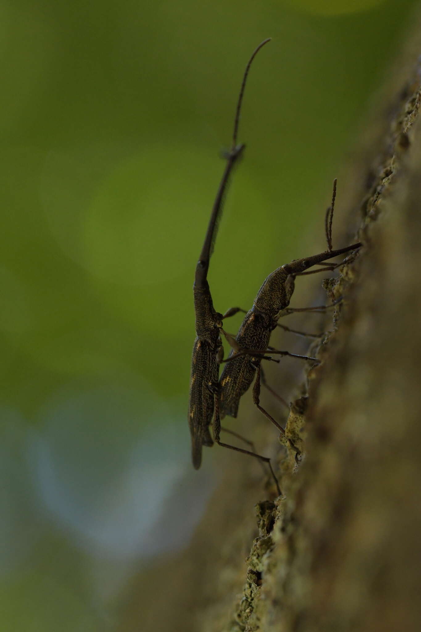 Image of Giraffe weevil