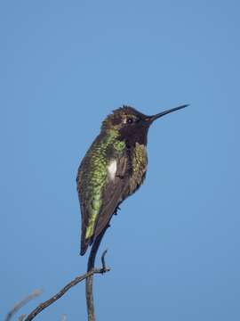 Image of Calypte Gould 1856