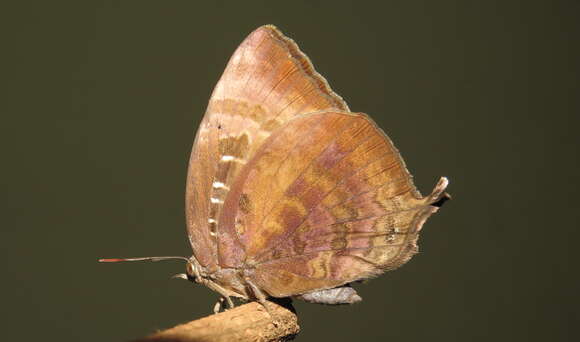 Plancia ëd Arhopala centaurus (Fabricius 1775)