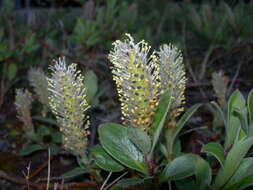 Image of Salix