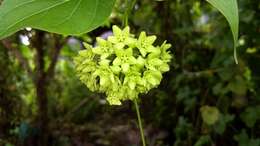 Image of Marsdenia volubilis (L. fil.) Cooke