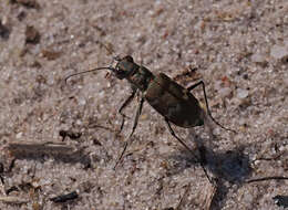 Image of Northern dune tiger beetle