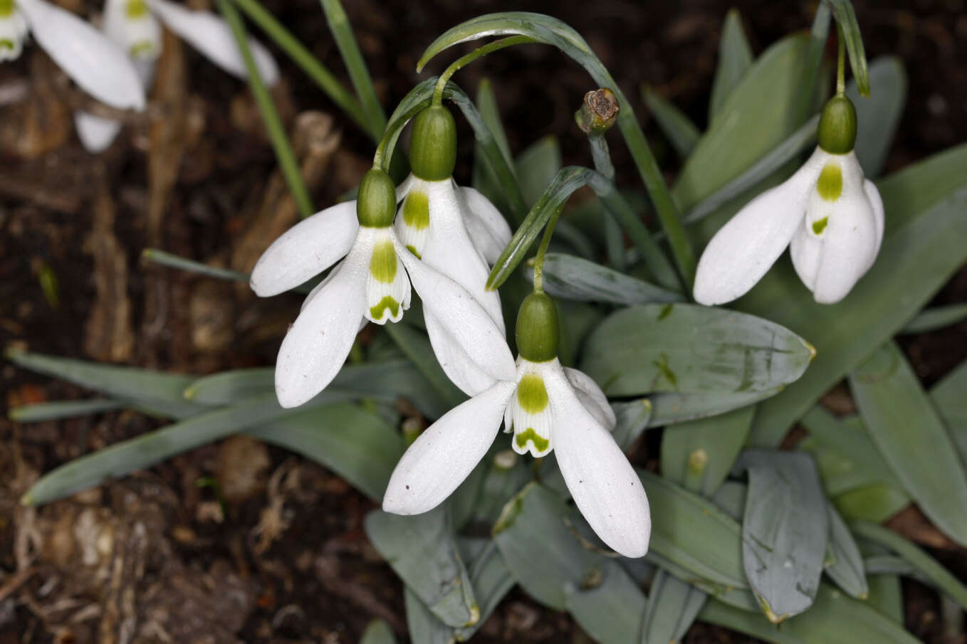 Image of giant snowdrop