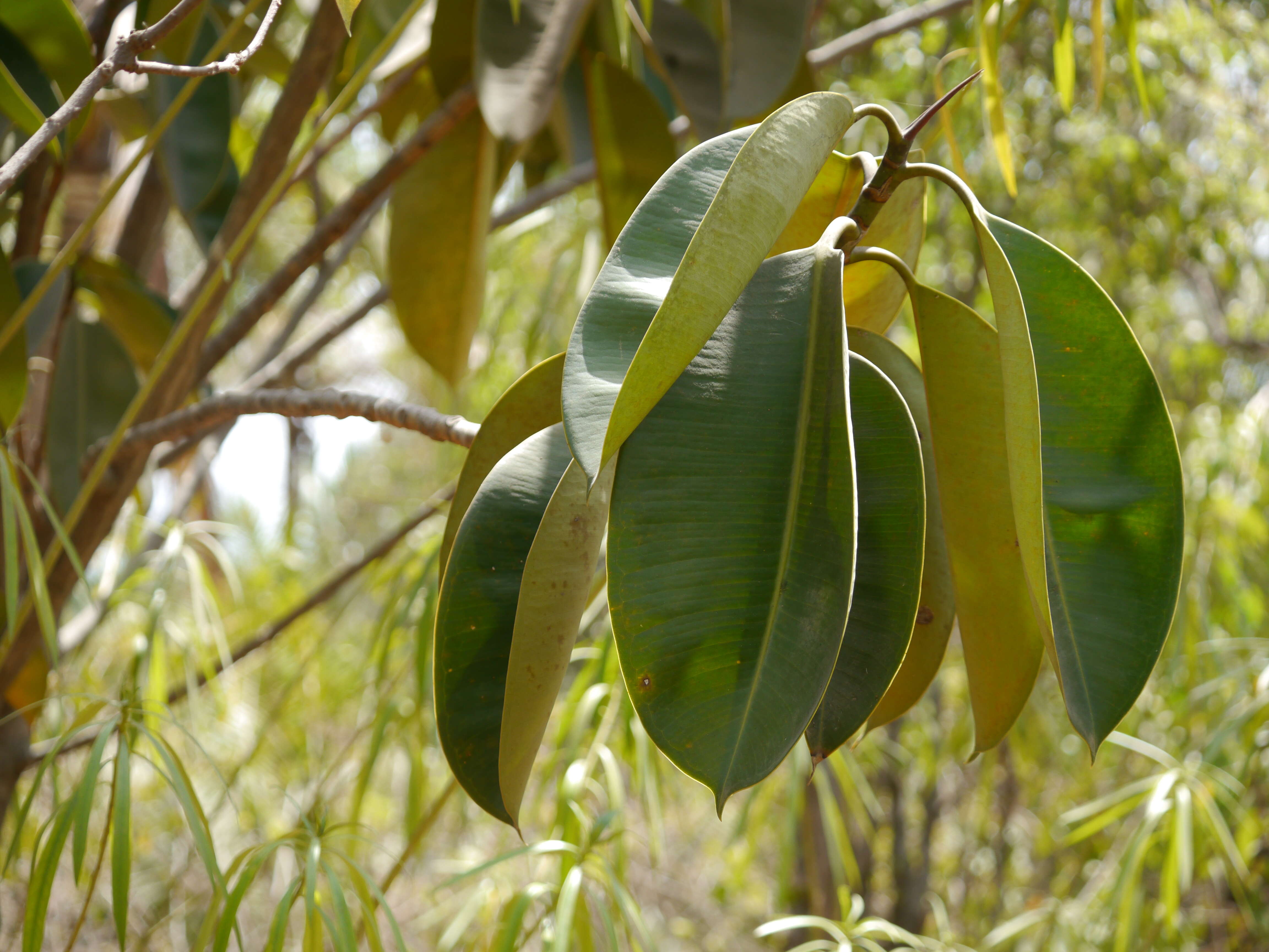 Image of Indian rubberplant