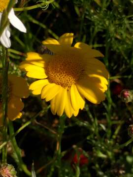 Image of corndaisy