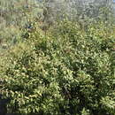 Plancia ëd Prunus jacquemontii Hook. fil.