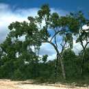 Image of Corymbia abergiana (F. Müll.) K. D. Hill & L. A. S. Johnson