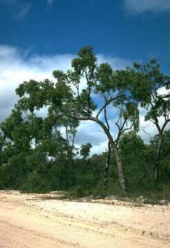 Image of Corymbia abergiana (F. Müll.) K. D. Hill & L. A. S. Johnson