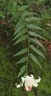 Lilium auratum Lindl. resmi