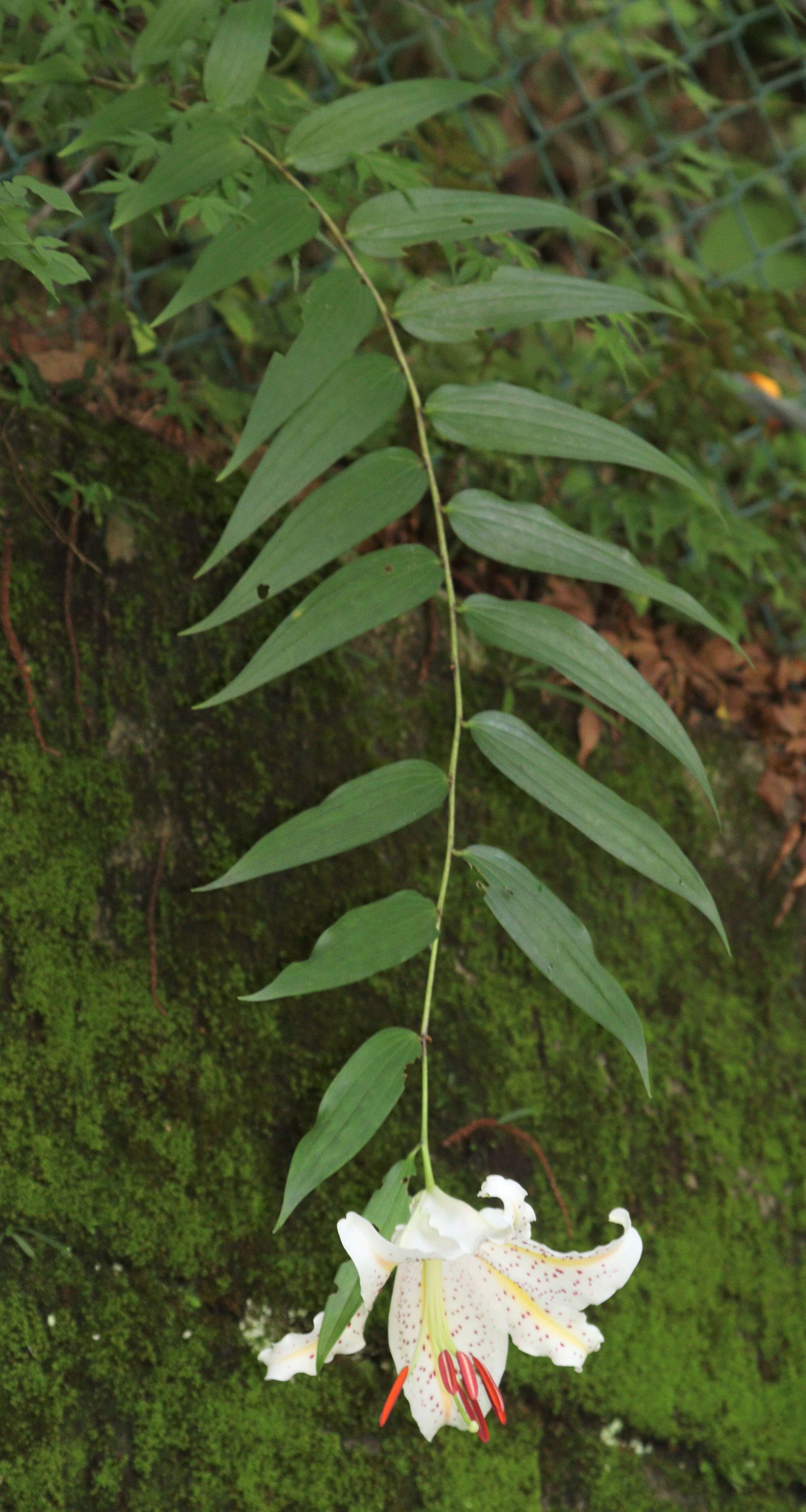 Lilium auratum Lindl. resmi